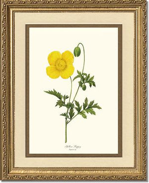 Poppy, Yellow | Flower/Floral Art Print