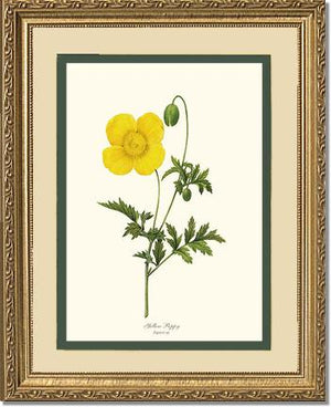 Poppy, Yellow | Flower/Floral Art Print