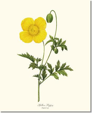 Flower Floral Print: Poppy, Yellow