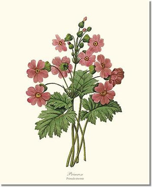 Flower Floral Print: Primrose