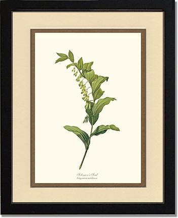 Solomon's Seal | Flower/Floral Art Print
