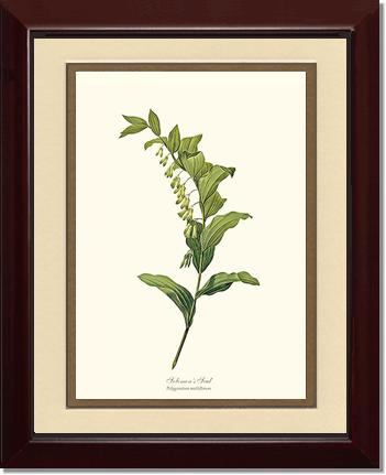 Solomon's Seal | Flower/Floral Art Print