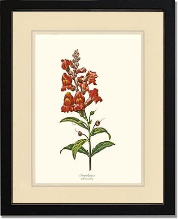 Snapdragon | Flower/Floral Art Print