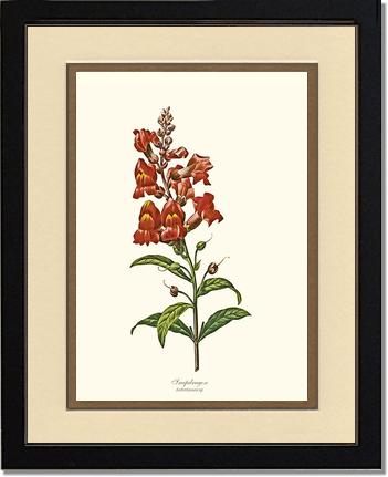 Snapdragon | Flower/Floral Art Print