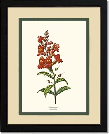 Snapdragon | Flower/Floral Art Print