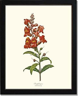Snapdragon