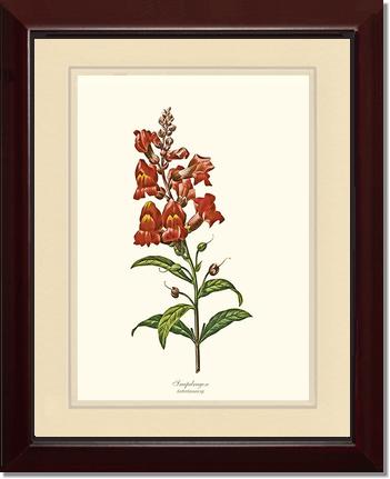 Snapdragon | Flower/Floral Art Print