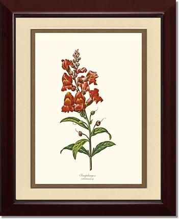 Snapdragon | Flower/Floral Art Print