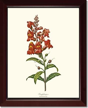 Snapdragon | Flower/Floral Art Print