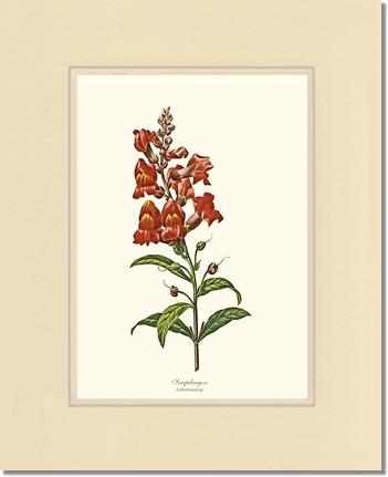 Snapdragon | Flower/Floral Art Print