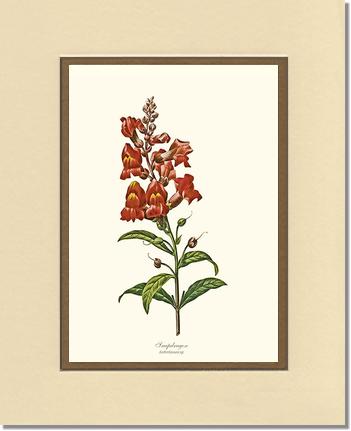Snapdragon | Flower/Floral Art Print
