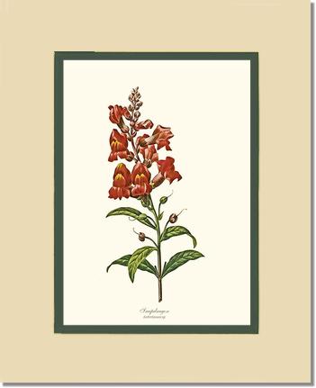 Snapdragon | Flower/Floral Art Print