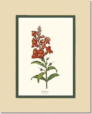 Snapdragon