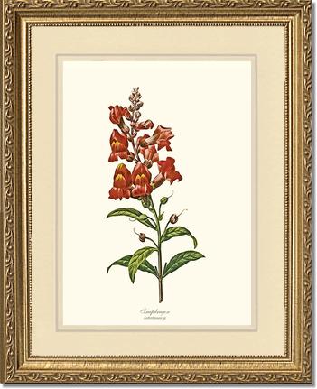 Snapdragon | Flower/Floral Art Print