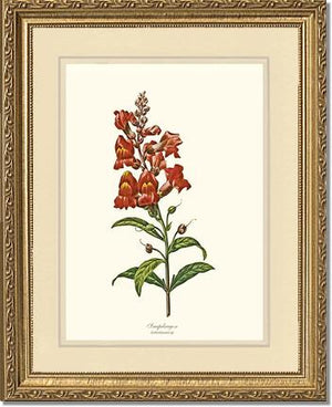 Snapdragon
