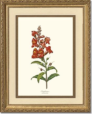 Snapdragon | Flower/Floral Art Print