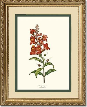 Snapdragon