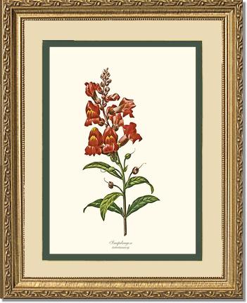 Snapdragon | Flower/Floral Art Print