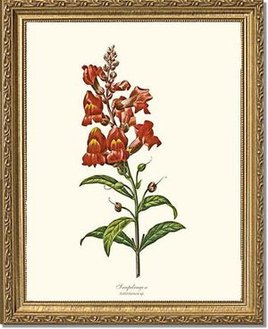 Snapdragon
