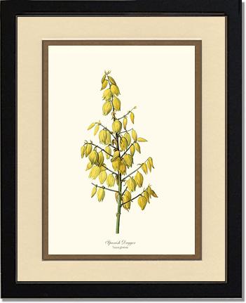 Spanish Dagger | Flower/Floral Art Print