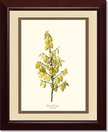 Spanish Dagger | Flower/Floral Art Print