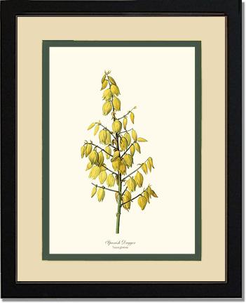 Spanish Dagger | Flower/Floral Art Print
