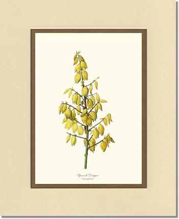 Spanish Dagger | Flower/Floral Art Print