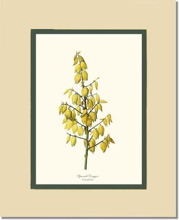 Spanish Dagger | Flower/Floral Art Print