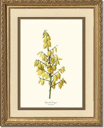 Spanish Dagger | Flower/Floral Art Print