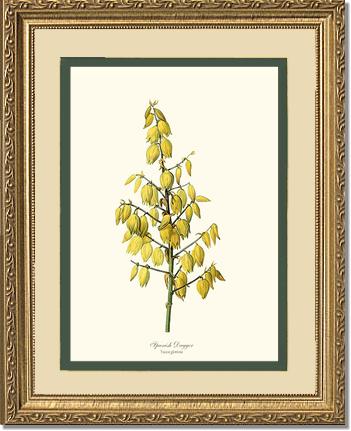 Spanish Dagger | Flower/Floral Art Print