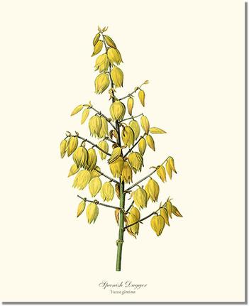 Spanish Dagger | Flower/Floral Art Print