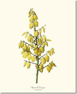 Spanish Dagger