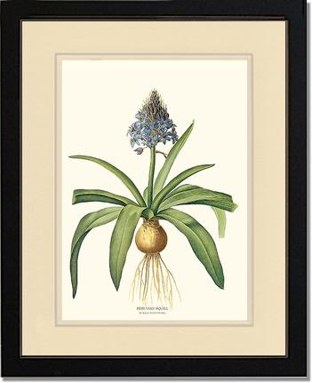 Squill, Peruvian | Flower/Floral Art Print