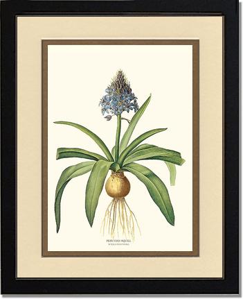 Squill, Peruvian | Flower/Floral Art Print