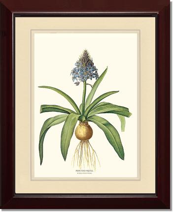 Squill, Peruvian | Flower/Floral Art Print