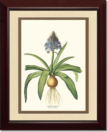 Squill, Peruvian | Flower/Floral Art Print