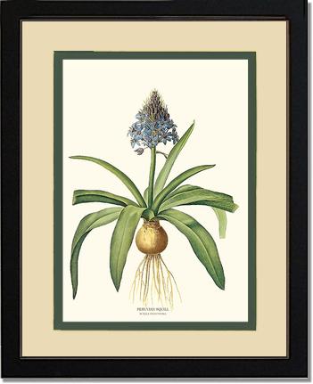Squill, Peruvian | Flower/Floral Art Print