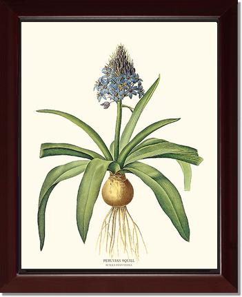 Squill, Peruvian | Flower/Floral Art Print