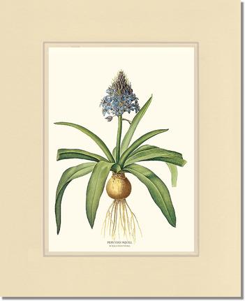 Squill, Peruvian | Flower/Floral Art Print