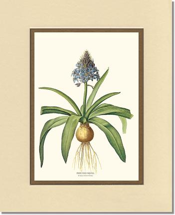 Squill, Peruvian | Flower/Floral Art Print
