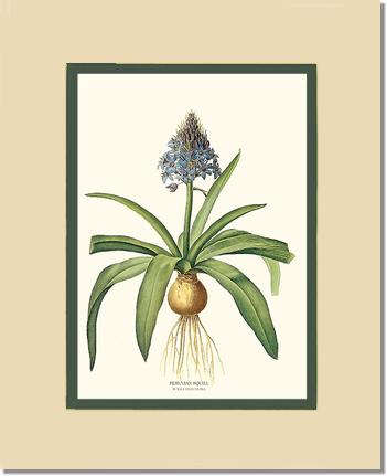 Squill, Peruvian | Flower/Floral Art Print
