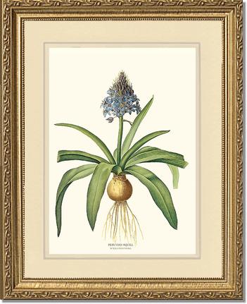 Squill, Peruvian | Flower/Floral Art Print