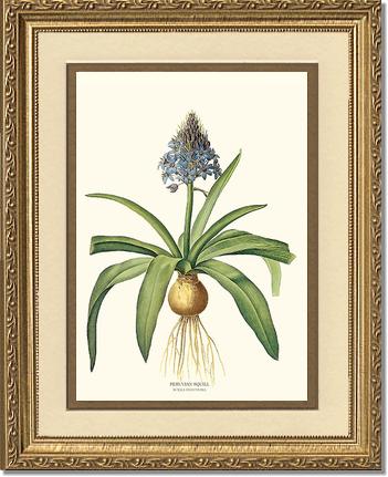 Squill, Peruvian | Flower/Floral Art Print