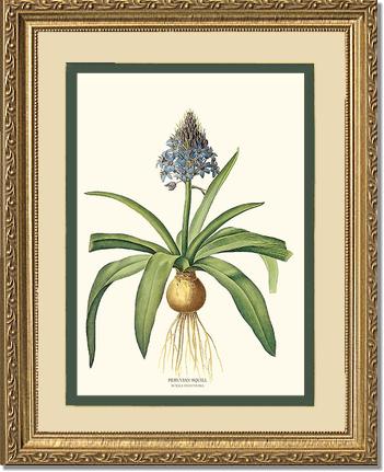 Squill, Peruvian | Flower/Floral Art Print