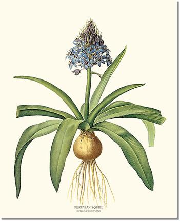 Flower Floral Print: Squill, Peruvian
