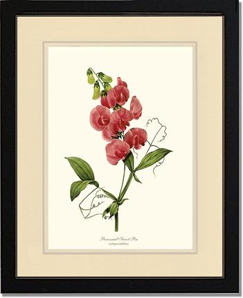 Sweet Pea, Perennial | Flower/Floral Art Print