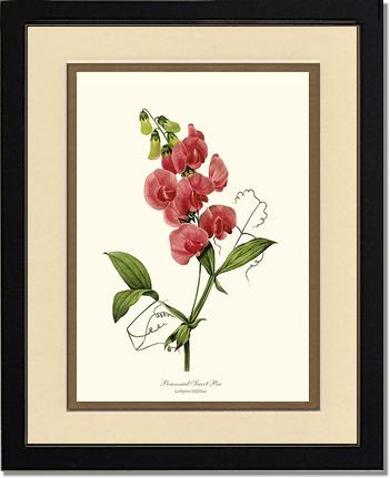 Sweet Pea, Perennial | Flower/Floral Art Print