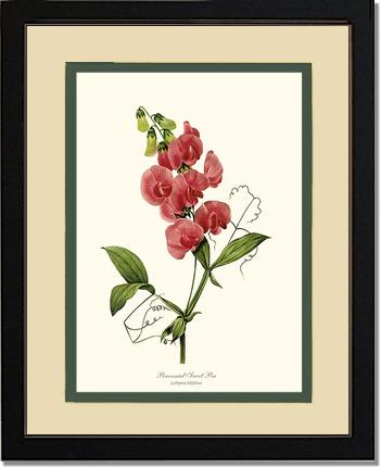 Sweet Pea, Perennial | Flower/Floral Art Print