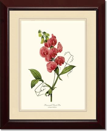 Sweet Pea, Perennial | Flower/Floral Art Print