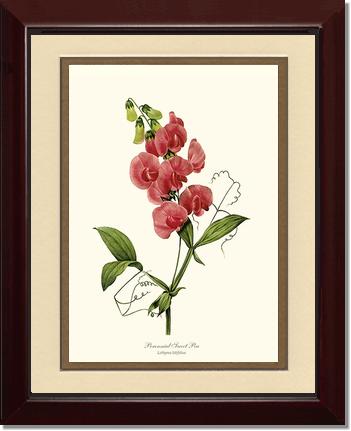 Sweet Pea, Perennial | Flower/Floral Art Print